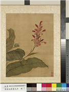清蒋廷锡画花卉　册　美人蕉,绘画,花草