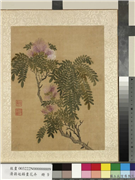 清蒋廷锡画花卉　册　合欢（粉扑花）,绘画,花草
