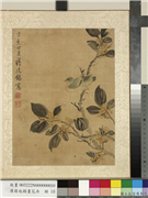 清蒋廷锡画花卉　册　桂花,绘画,花草,翎毛