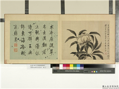 清蒋廷锡写生花卉　册　芍药,绘画,花草