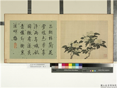 清蒋廷锡写生花卉　册　栀子,绘画,花草