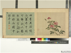 清蒋廷锡写生花卉　册　月季,绘画,花草