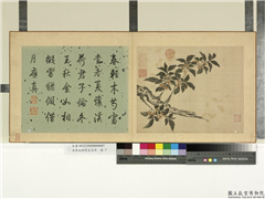 清蒋廷锡写生花卉　册　桂花,绘画,花草