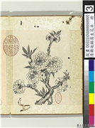 清蒋廷锡写生花卉　册　碧桃,绘画,花草
