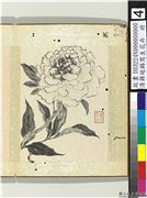 清蒋廷锡写生花卉　册　芍药,绘画,花草