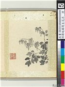 清蒋廷锡写生花卉　册　鱼儿牡丹,绘画,花草