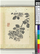 清蒋廷锡写生花卉　册　紫薇,绘画,花草