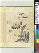 清蒋廷锡写生花卉　册　罂粟,绘画,花草