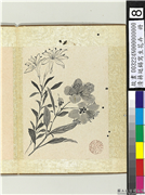 清蒋廷锡写生花卉　册　山丹金丝桃,绘画,花草