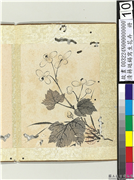 清蒋廷锡写生花卉　册　秋海棠,绘画,花草