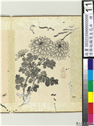 清蒋廷锡写生花卉　册　菊花,绘画,花草