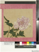 清蒋廷锡花卉　册　牡丹,绘画,花草