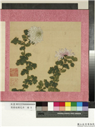 清蒋廷锡花卉　册　秋菊,绘画,花草