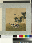 清蒋廷锡花卉草虫　册　捕蝶,绘画,花草,草虫,翎毛