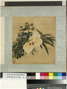 清蒋廷锡花卉草虫　册　秋葵雏菊,绘画,花草