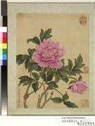 清蒋廷锡画花鸟　册　牡丹,绘画,花草