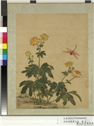 清蒋廷锡画花鸟　册　金莲蜻蜓,绘画,花草,草虫