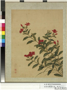 清蒋廷锡画花鸟　册　山丹络纬,绘画,花草,草虫