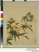 清蒋廷锡画花鸟　册　秋葵,绘画,花草