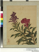 清蒋廷锡画花鸟　册　鸡冠,绘画,花草