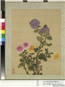 清蒋廷锡画花鸟　册　菊花,绘画,花草