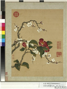 清蒋廷锡画花鸟　册　梅花山茶,绘画,花草