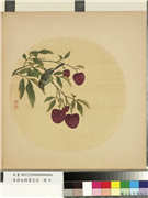 清蒋廷锡画花鸟　册　荔枝小禽,绘画,果蔬,翎毛