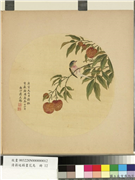 清蒋廷锡画花鸟　册　荔枝,绘画,果蔬,翎毛