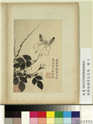 清蒋廷锡写生花鸟　册　飞随芳树,绘画,花草,草虫