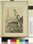 清蒋廷锡写生花鸟　册　莕香鱼藻,绘画,花草,水中动植物
