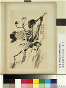 清蒋廷锡写生花鸟　册　花开晓露,绘画,花草