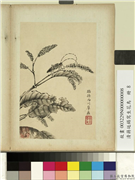 清蒋廷锡写生花鸟　册　草虫天牛,绘画,花草,草虫