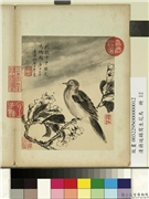 清蒋廷锡写生花鸟　册　梨花鸣鸠,绘画,花草,翎毛