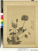 清蒋廷锡仿宋人花鸟　册　罂粟来蝶,绘画,花草,草虫