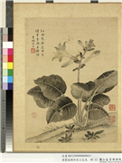 清蒋廷锡仿宋人花鸟　册　玉簪蜘蛛,绘画,花草,草虫,山水