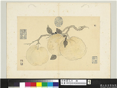 清陈书花卉　册　橙橘,绘画,果蔬