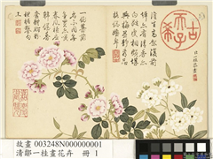 清邹一桂画花卉　册　木香十姊妹,绘画,花草