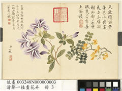 清邹一桂画花卉　册　金雀杜鹃,绘画,花草