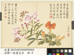 清邹一桂画花卉　册　剪春罗夹竹桃,绘画,花草