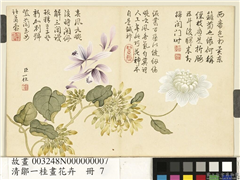 清邹一桂画花卉　册　紫兰夜来香缠枝菊,绘画,花草
