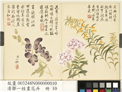 清邹一桂画花卉　册　水木樨石竹僧鞋菊,绘画,花草