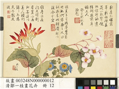 清邹一桂画花卉　册　美人蕉秋海棠,绘画,花草