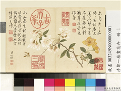 清邹一桂画花卉　册　李花金丝桃,绘画,花草,草虫