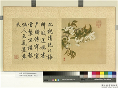 清邹一桂花卉画册　册　李花,绘画,花草