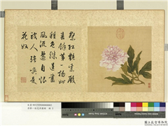 清邹一桂花卉画册　册　芍药,绘画,花草