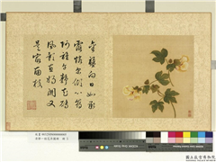 清邹一桂花卉画册　册　葵花,绘画,花草