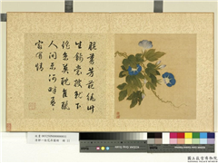 清邹一桂花卉画册　册　牵牛花,绘画,花草