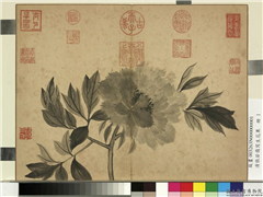 清张若霭写生花果　册　牡丹,绘画,花草