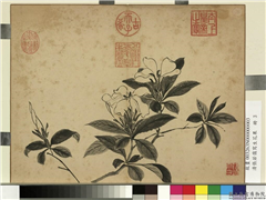 清张若霭写生花果　册　栀子,绘画,花草