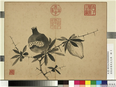 清张若霭写生花果　册　榴实,绘画,果蔬